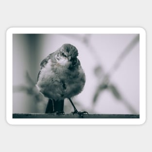 Grumpy Bird Photograph Magnet
